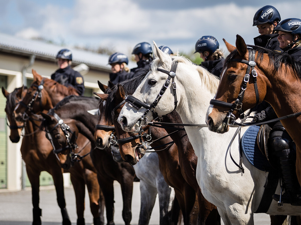Die Polizeireiterstaffel der Polizei Sachsen