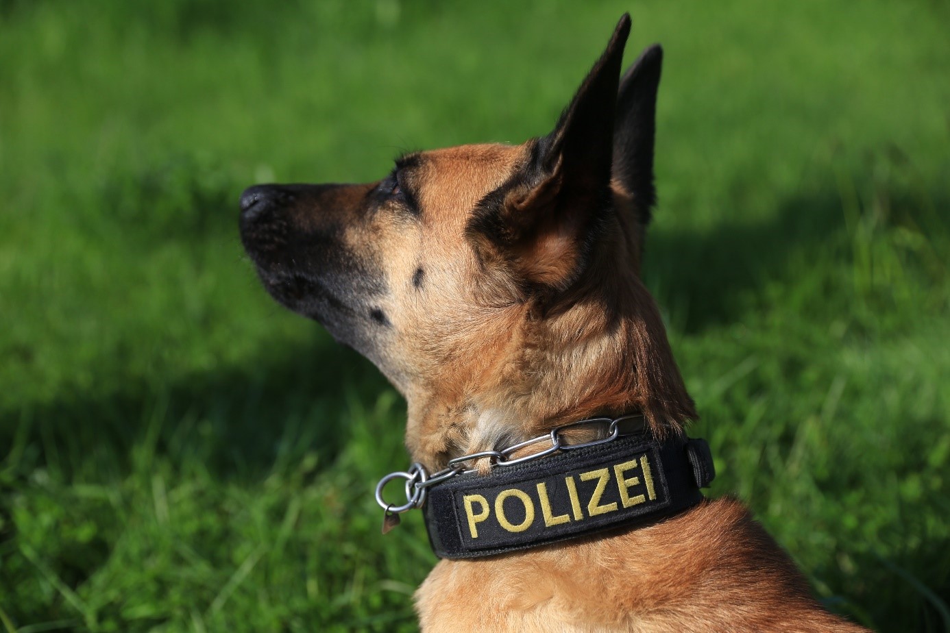 Diensthundeschule 