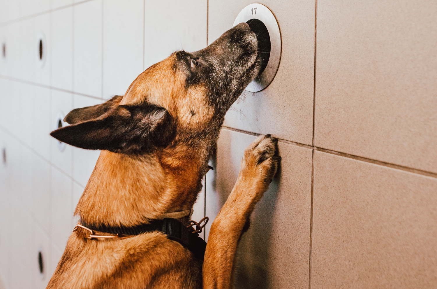 Hund erschnüffelt Rauschgift an einer Wand