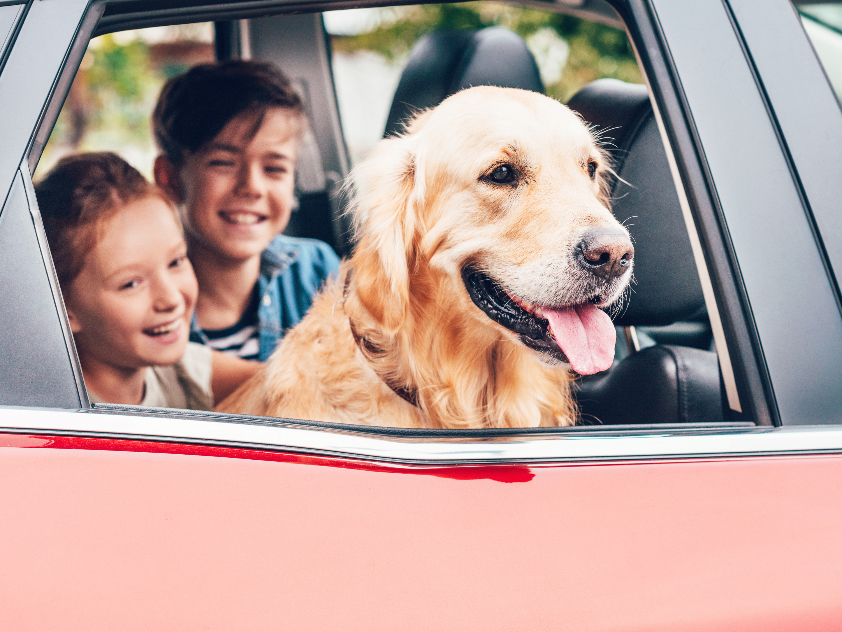 Hund bei Hitze im Auto: Darf ich die Scheibe einschlagen?