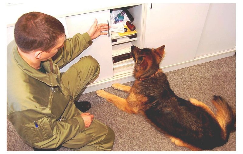 Drogenspürhund bei der Arbeit