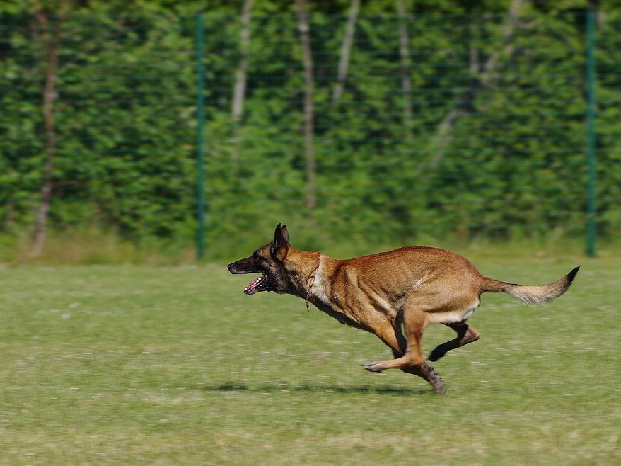 Malinois - Symbolbild 